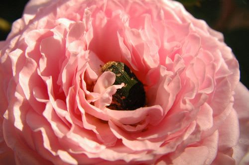 rose066C.jpg: バラの花に潜り込むハナムグリ