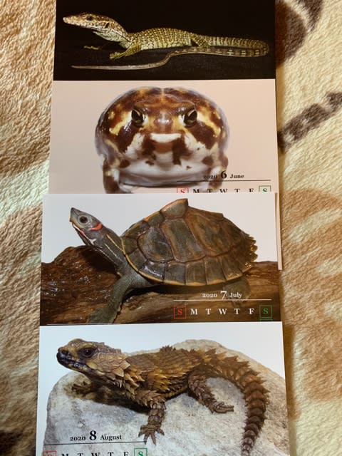 ハープタイル レプリカシリーズ クロイワトカゲモドキ