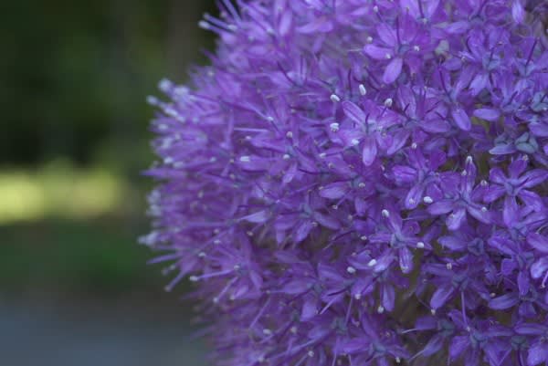 アリウム 独特な花姿を持つ特徴的な花は5月12日の誕生花 Aiグッチ のつぶやき