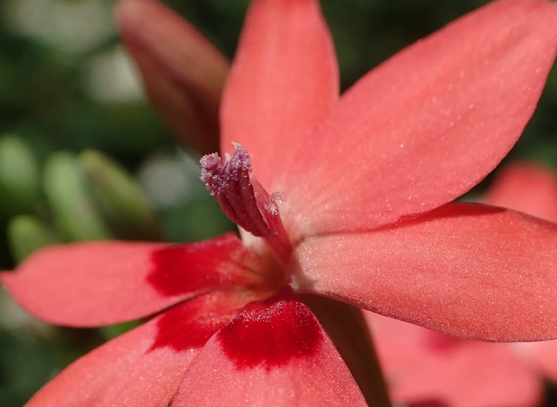 ヒメヒオウギ ややこしい名前 木曽now