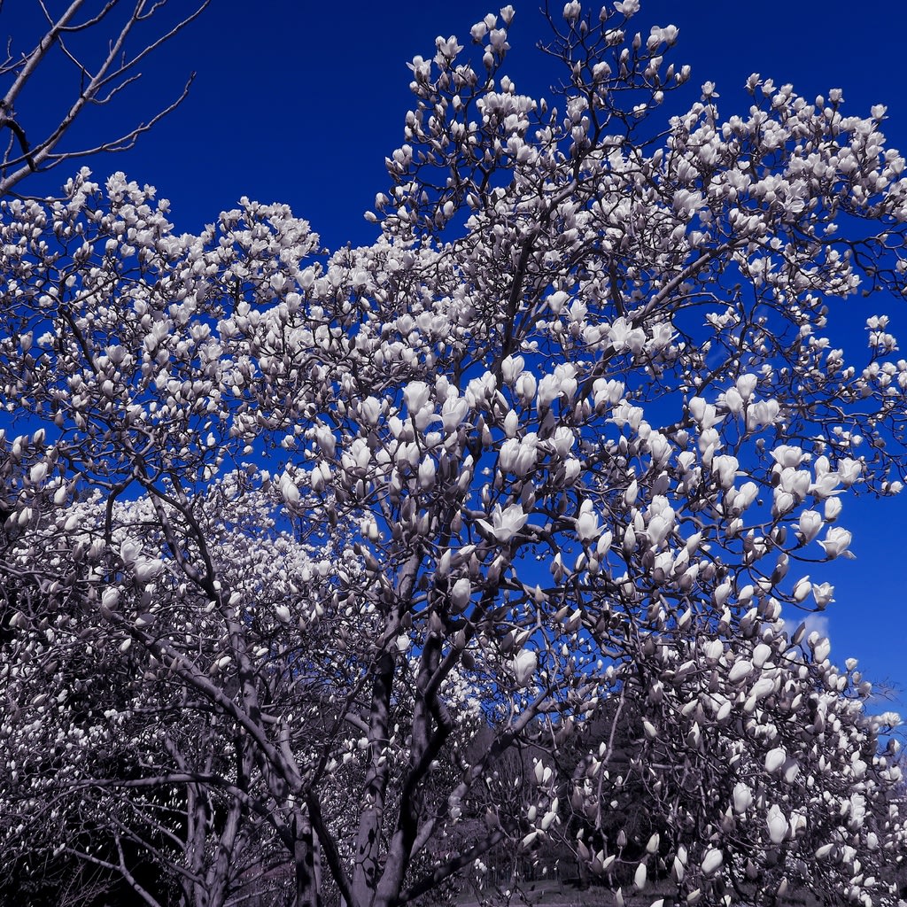 満開のハクモクレンと支那実桜 シナミザクラ にやって来たメジロ 自然を求めて近辺ぶらり