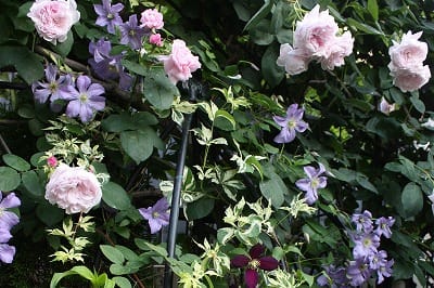 今春のマイベスト クレマチスの組み合わせ 小さな庭の小さな幸せ チャッピーのバラ庭より