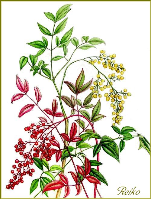 南天 - Reikoのお花の絵