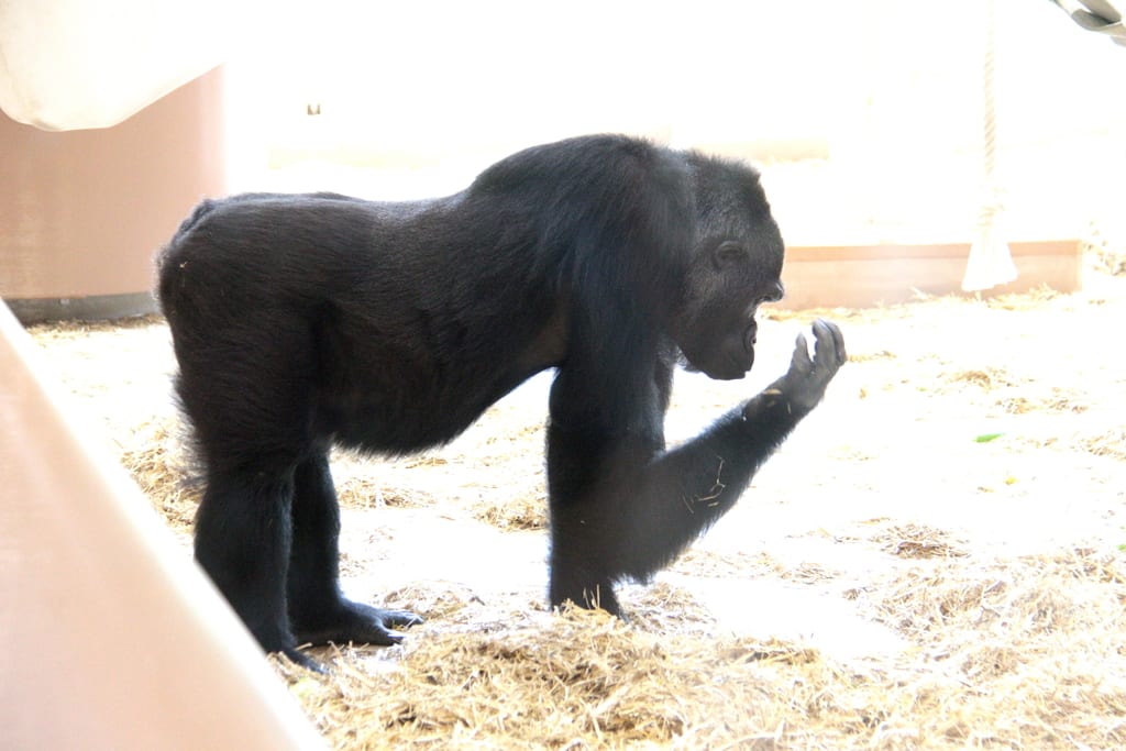 イケメンゴリラ シャバーニ が３ヶ月ぶりに姿を見せました 自然を求めて近辺ぶらり