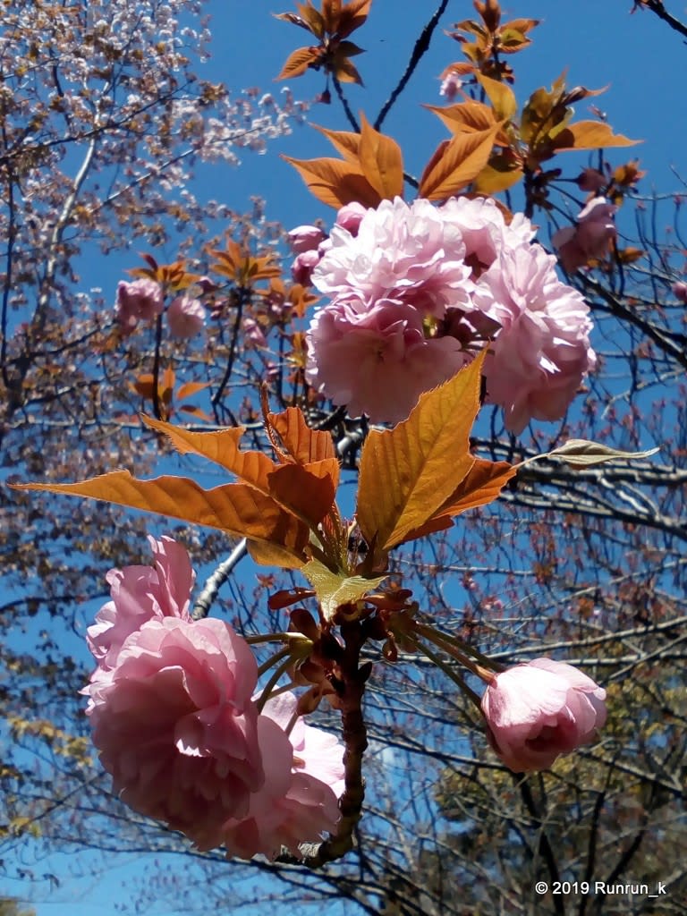 2019/04/09 公園にて