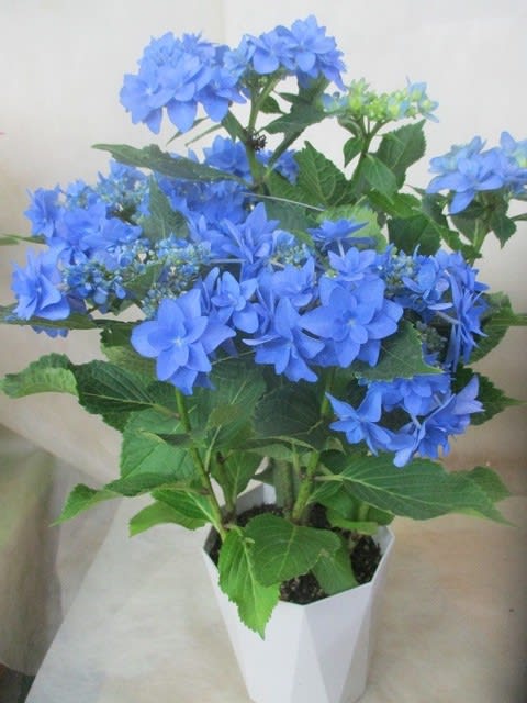 千代女ブルー紫陽花を入荷致しました プレゼント又自宅用 神奈川県 茅ケ崎市の花屋 さんこう生花店 のgooブログ