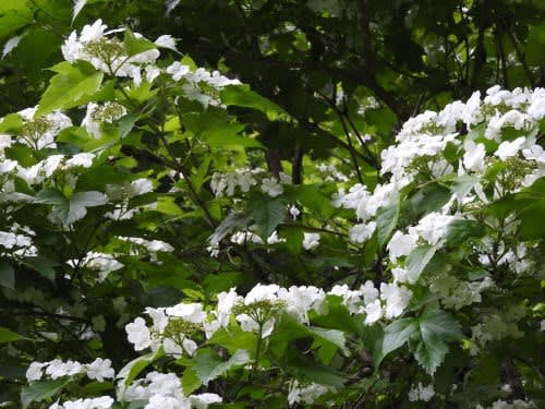 高ボッチ高原・鉢伏山で最近咲いている花　カンボク（肝木）