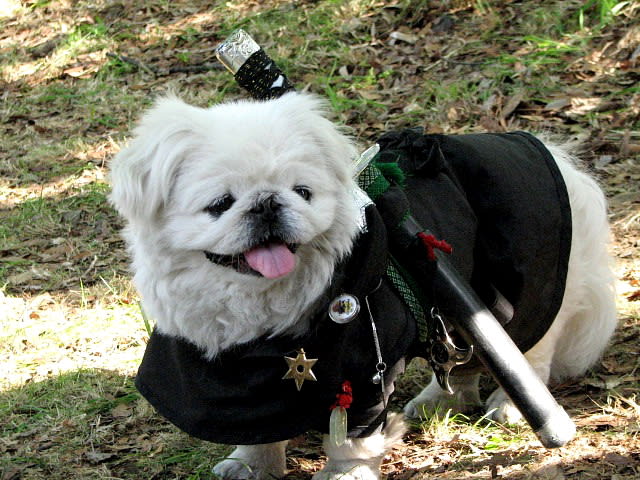 京都 忍者犬 ｂｏｏちゃん 京都 神楽坂 美味彩花