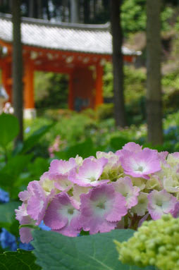 三室戸寺山門と紫陽花