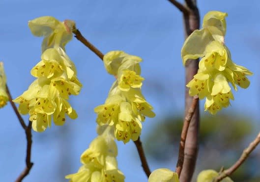 早春の黄色い花木 ３ 鉢植えの トサミズキ Koba の庭 春夏秋冬