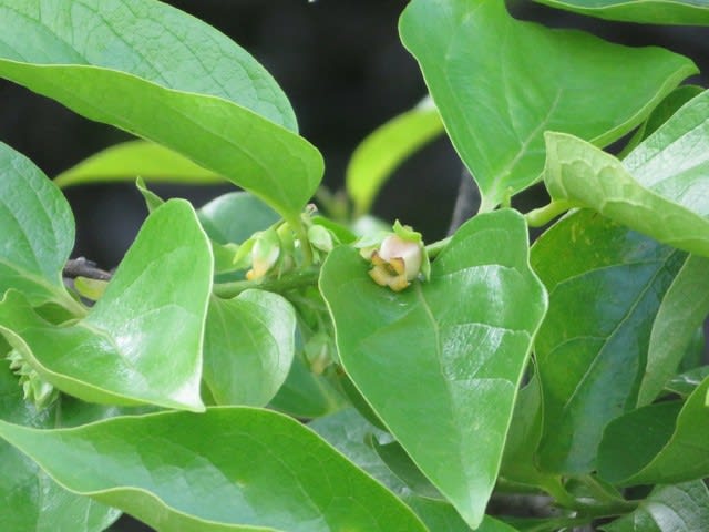 探さないと見つからない柿の木の花 野の花 庭の花