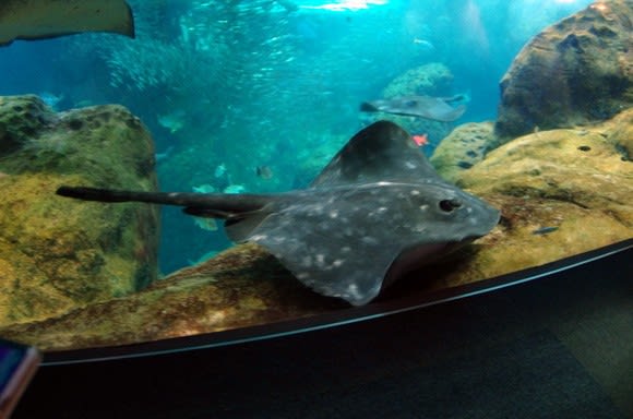 新江ノ島水族館 のりぴーのブログ 新江ノ島水族館 のりぴーのブログ