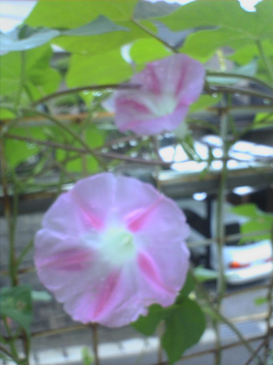 朝顔ピンクスター 庭の花