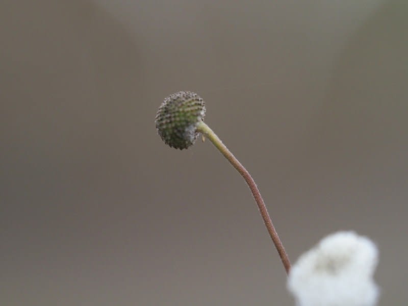 シュウメイギクの種 多摩の鳥 花 虫と街の風景など シュウメイギクの種 多摩の鳥 花 虫と街の風景など