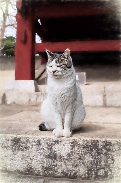 17 03 04 文京区 護国寺 不老門の猫 散歩 旅行そして海外滞在の写真備忘録