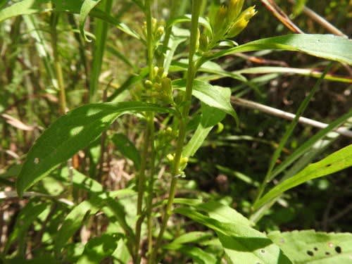 高ボッチ高原・鉢伏山で最近咲いている花　アキノキリンソウ（秋の麒麟草）