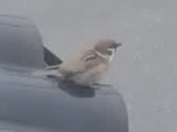 スズメの子ども