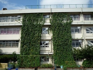 緑のカーテン 作り方のポイント 植物の選び方 緑のカーテンのある暮らし