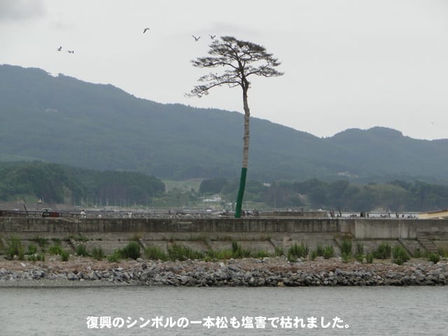 こんな松の木が何万本もあった海岸です。