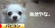 にほんブログ村 犬ブログ パピヨンへ