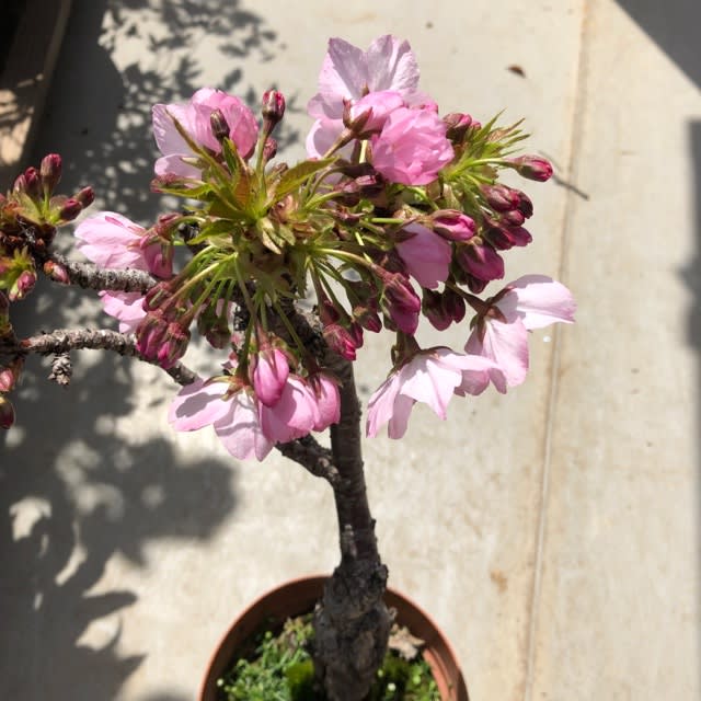 鉢植えの桜 シナモンの部屋でパッチワーク