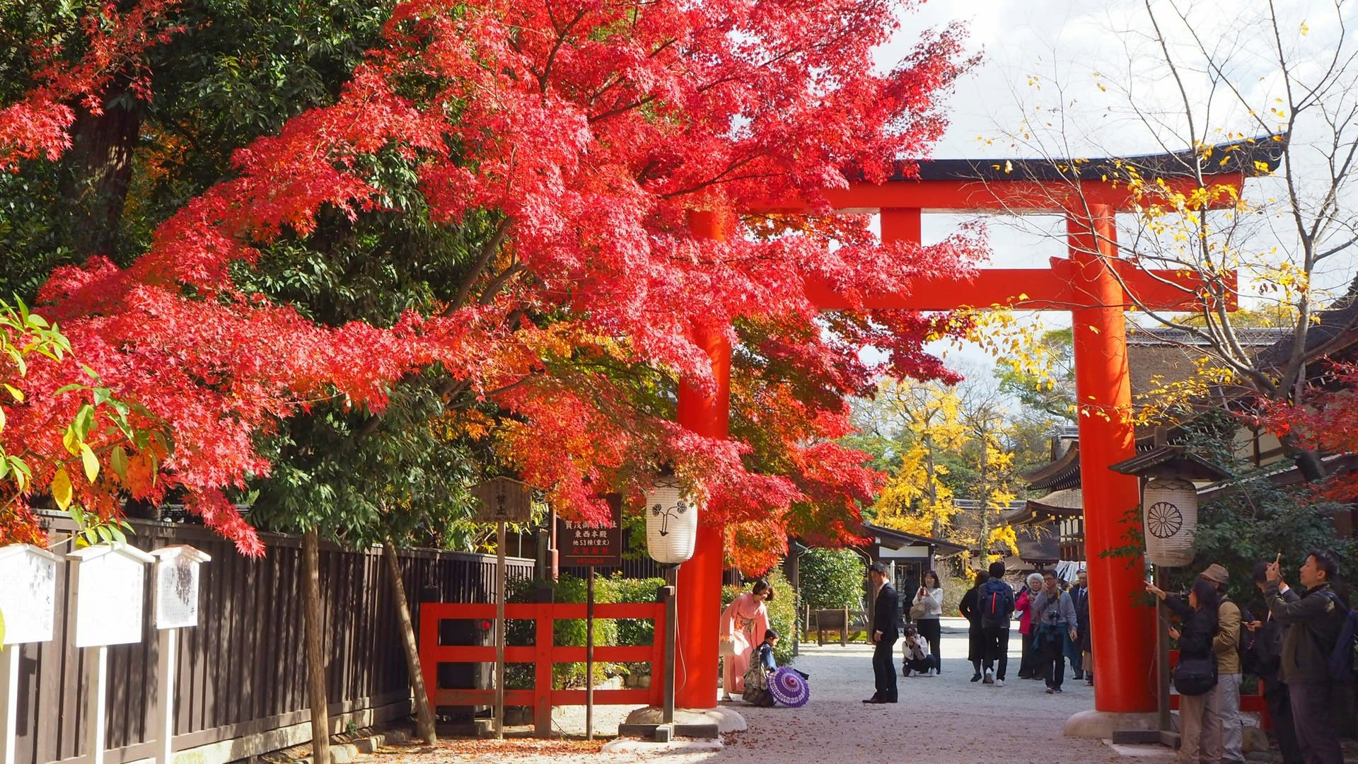 下鴨神社の紅葉（11/29） - 京都で定年後生活