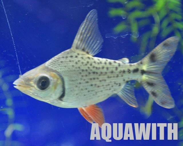 カラープロキロダス アクアウィズのオススメ 熱帯魚