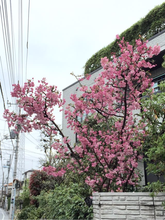 木に咲く春の花 Hokutoのきまぐれ散歩