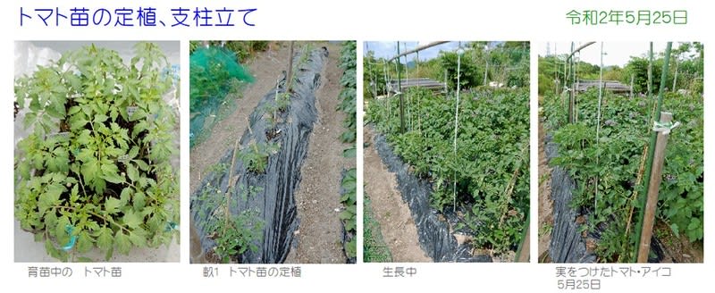 トマトの定植 支柱立て 5下旬 名峰登山と草花 トマトの定植 支柱立て 5下旬 名峰登山と草花