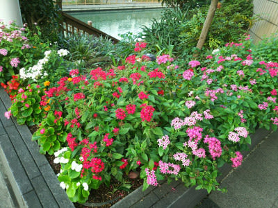 10 13 バス通りの花壇の花たち ペンタスとペゴニア ｎｉｗａ ｎｉｈａ ｈａｎａ 庭には花