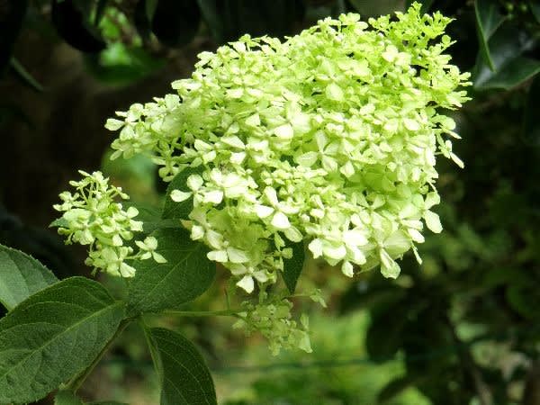 ピラミットアジサイ ノリウツギ アジサイ ミナヅキ ライムライト お花大好き 野鳥大好き ピラミットアジサイ ノリウツギ アジサイ ミナヅキ ライムライト お花大好き 野鳥大好き
