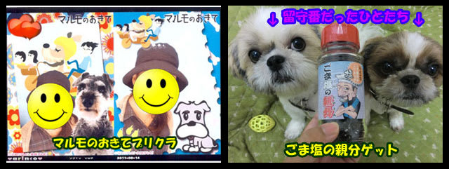 8月をふりかえる前編 シーズー犬日和つきこはる