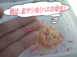 ワカサギの釣り方 撒き餌を使って いげのやま美化クラブ