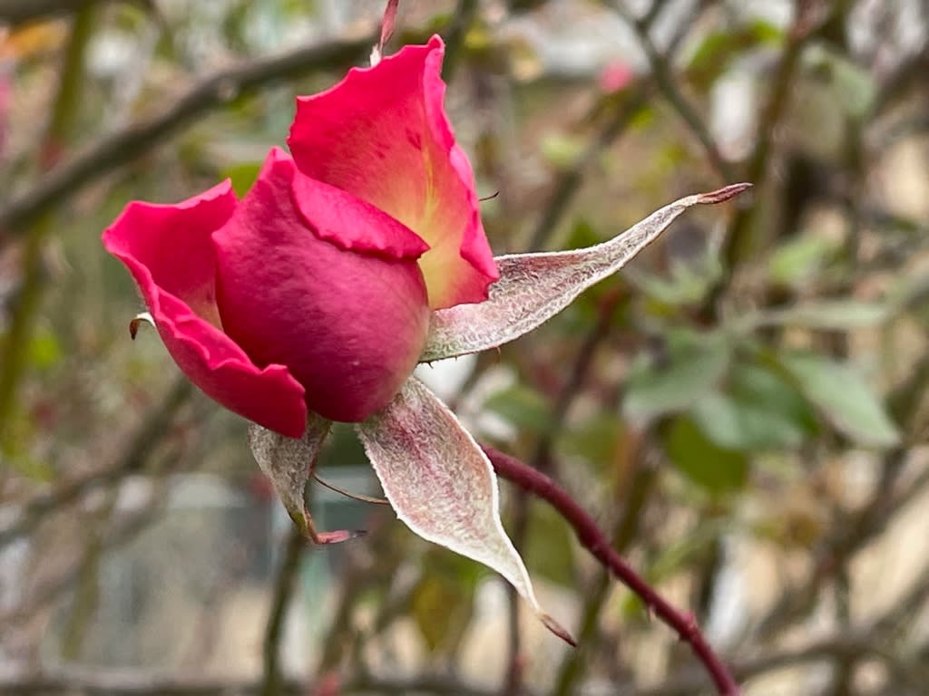 福ちゃんの散歩道 Iphone Proで遊ぶ 16ページ目 福ちゃんの散歩道 Iphone Proで遊ぶ 16ページ目