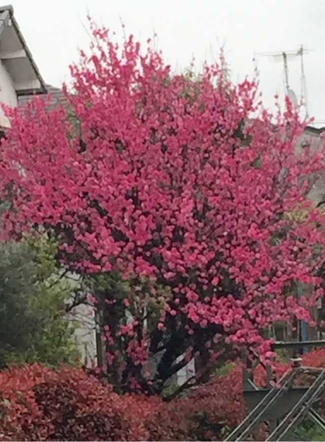 木に咲く春の花 Hokutoのきまぐれ散歩