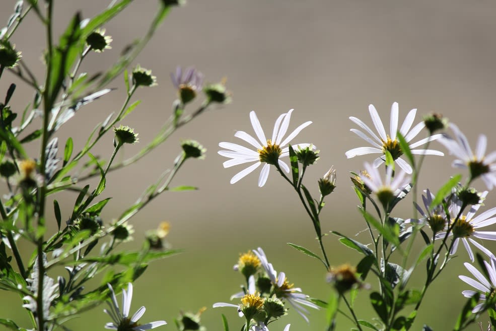 神無月十壱日 野菊 Secret Selene 萬文習作帖 神無月十壱日 野菊 Secret Selene 萬文習作帖