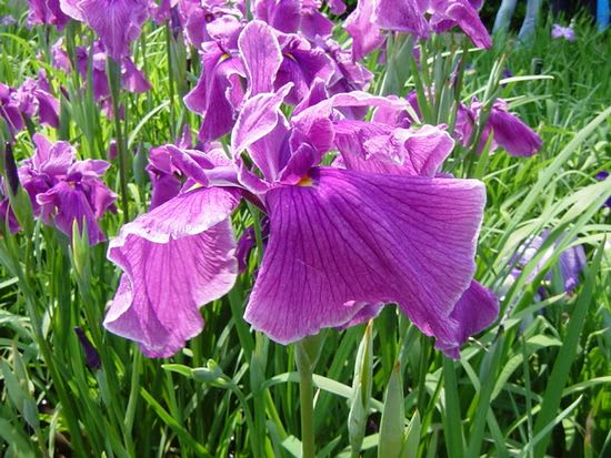 横須賀しょうぶ園の花しょうぶ