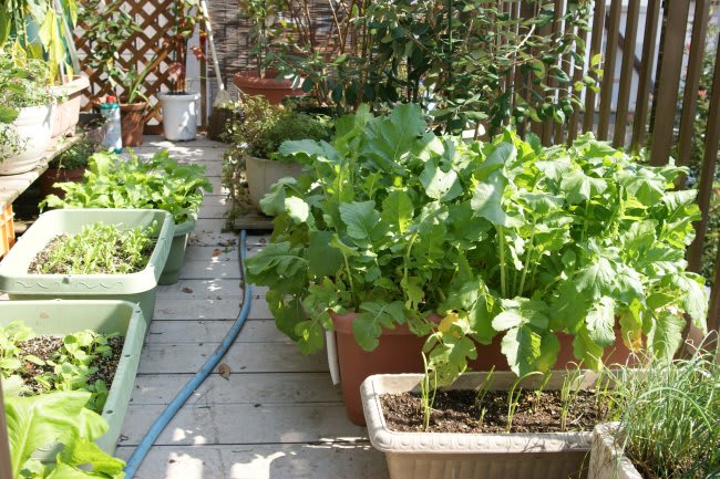 ベランダ秋野菜 小さな庭とベランダ菜園の楽しみ I Enjoy Gardening And Growing Vegetables