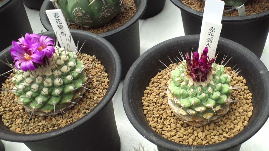 ガンマン邸訪問記 5 カクタス へんてこりーな