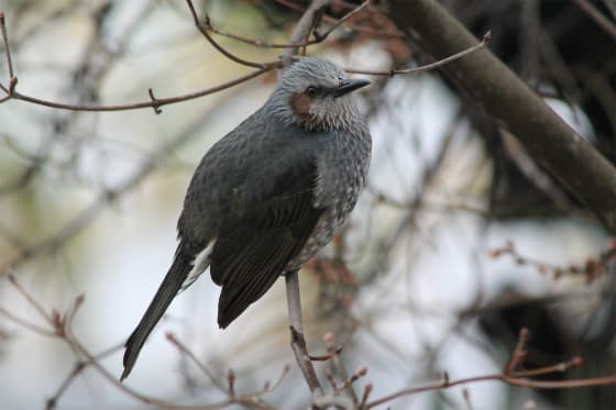 冬の庭には野鳥がいっぱい来るぞ うさぎ学園 多趣味部