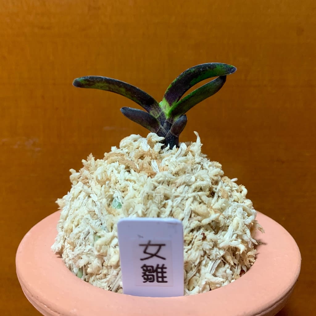 天紅梅豆葉（日の丸）