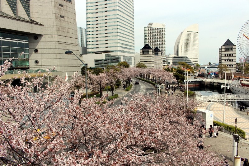みなとみらいさくら通りの桜