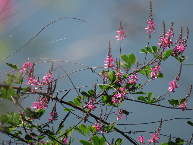 宇治川の６月 ピンク色の花たち ２ なつみかんの木々を見上げて
