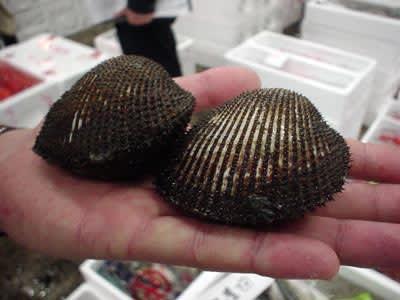 アカガイ 赤貝 サルボウ貝 サトウ貝 世の中のうまい話
