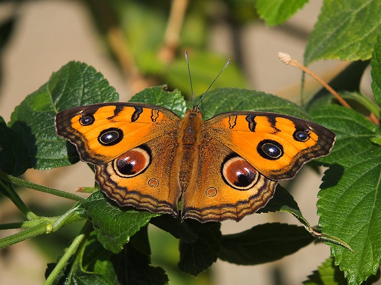 多摩動物公園 昆虫生態園 で蝶を撮る 最終版 心は 青春