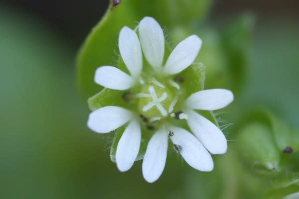ハコベ 春の七草の白花は1月25日の誕生花 Aiグッチ のつぶやき