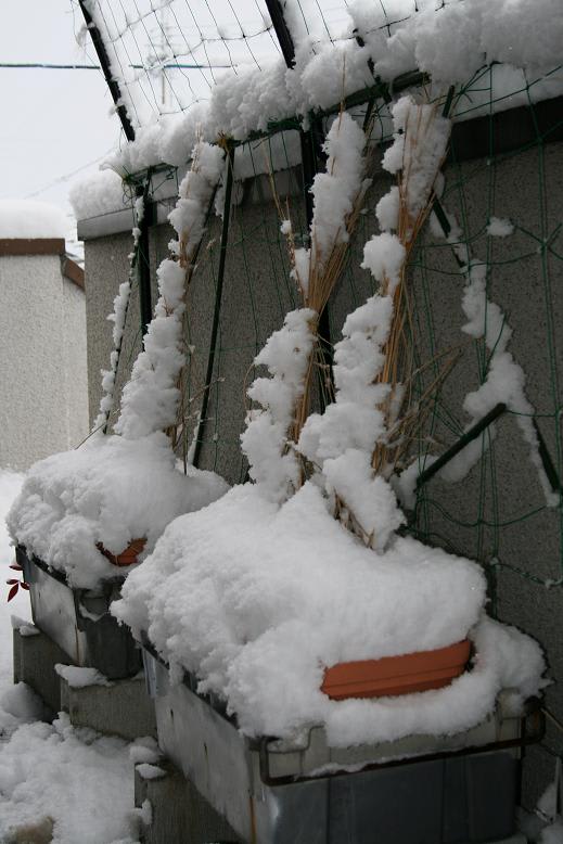 今朝の積雪の画像