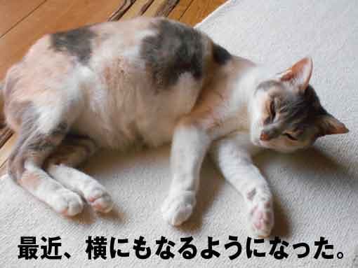 猫の耳にも念仏なのです。 - サンショさんとポンコちゃん