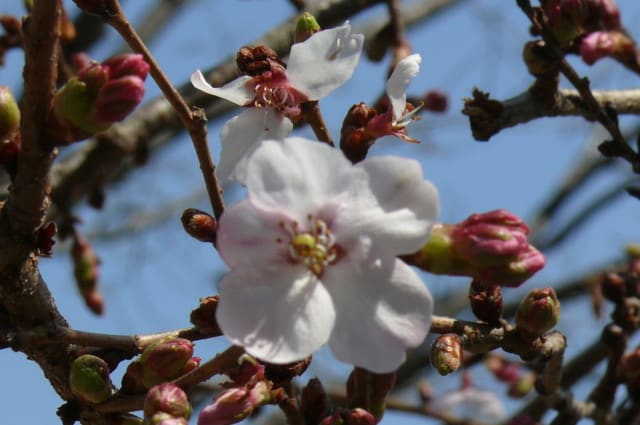 一関市「釣山公園」のシキザクラ（四季桜）　2013年4月5日（金） - peaの植物図鑑