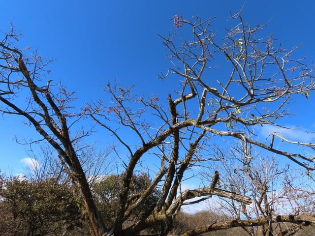 高ボッチ高原・鉢伏山で最近見る事の出来る実・種　カントウマユミ（関東真弓）の蒴果